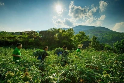 Sapa to become a key location for medicinal plant production by 2025