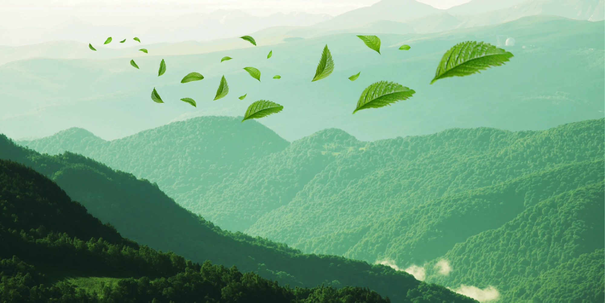 MEDICINAL PLANT AREAS OF VIETNAM