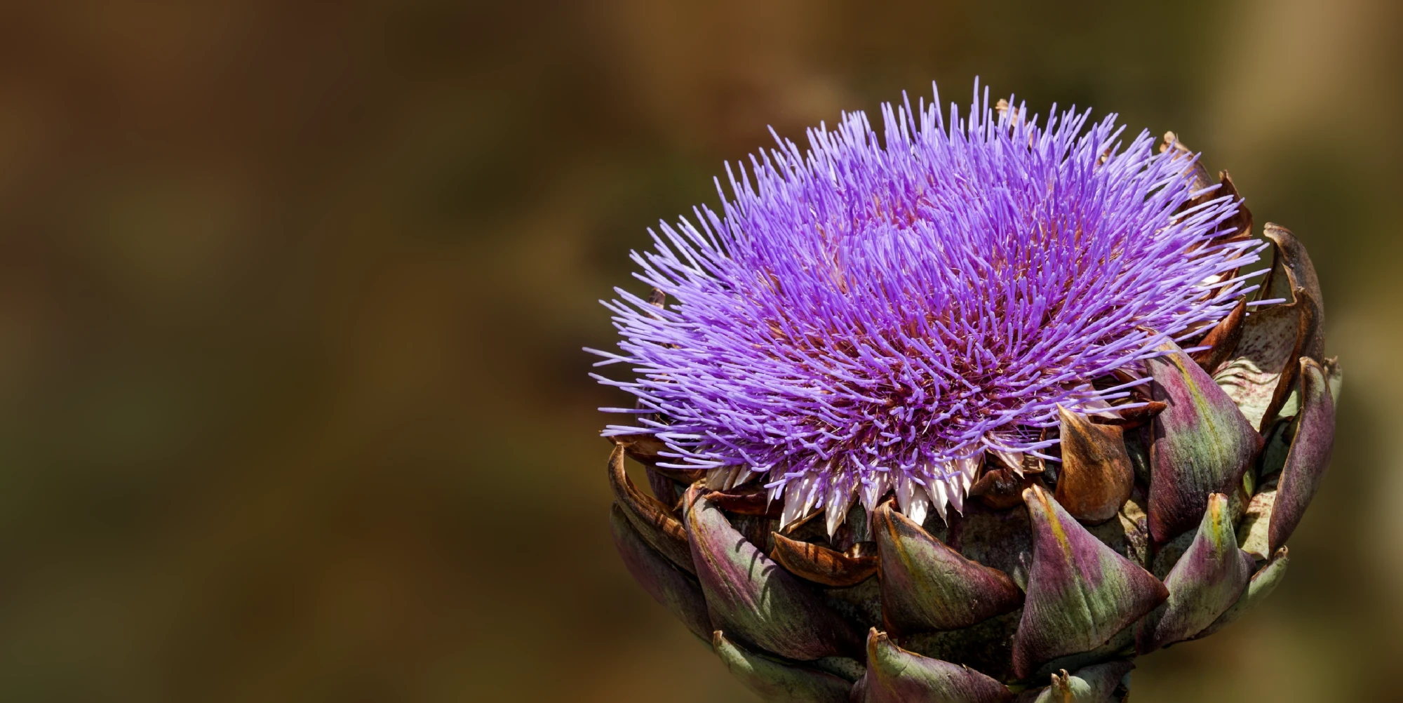 SUSTAINABLE DEVELOPMENT