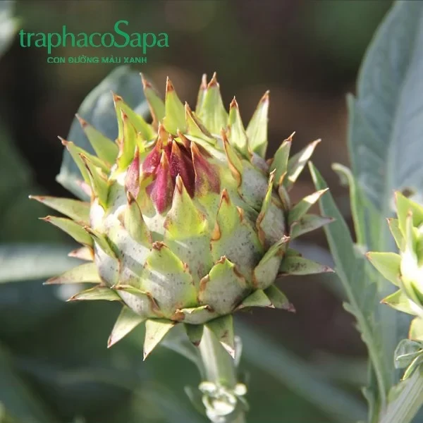 Artichoke Flowers